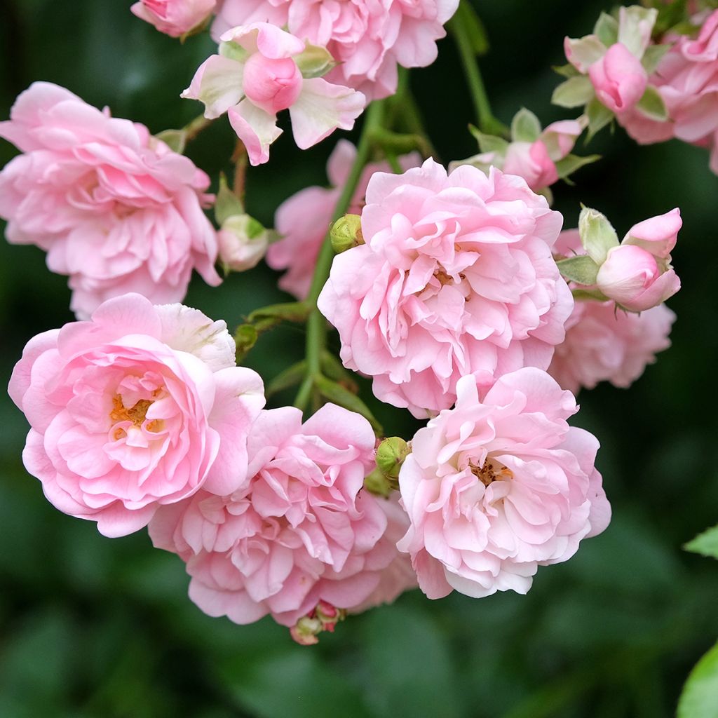 Rosal The Fairy (Rosal de pie alto)