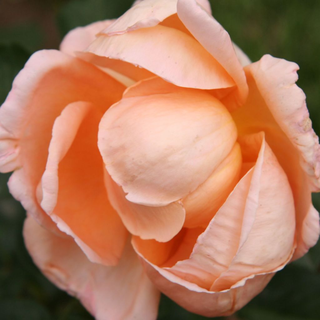 Rosal Abbaye de Cluny
