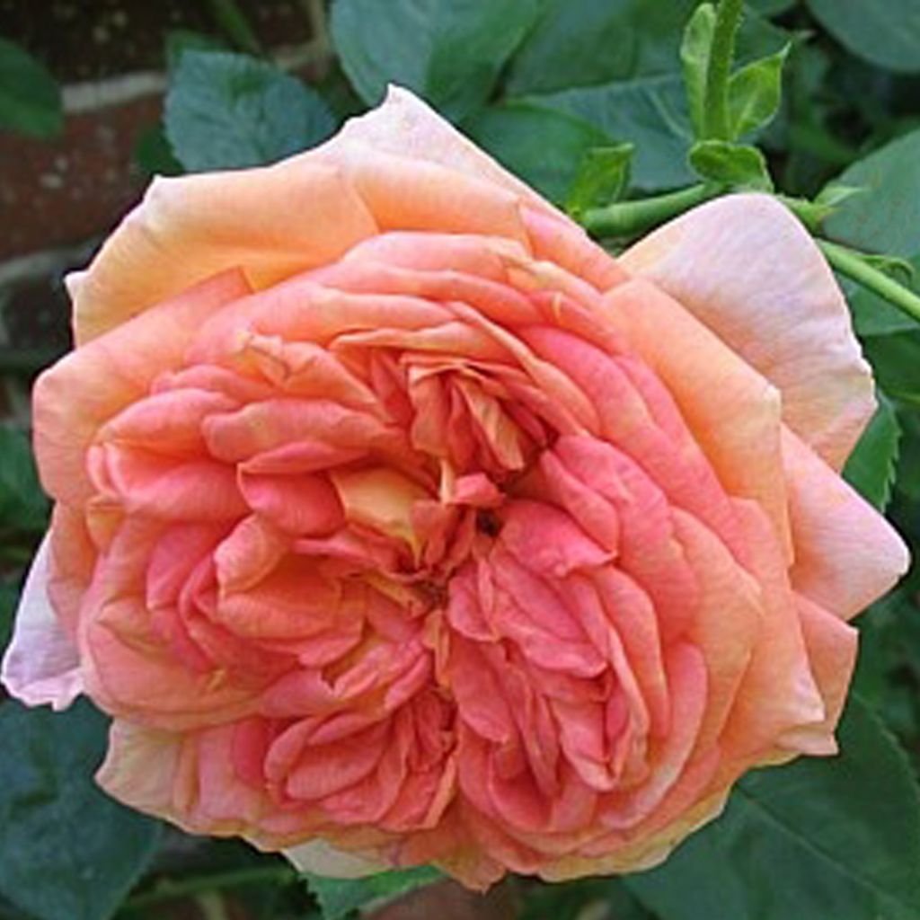 Rosal Alchymist - Rosal trepador