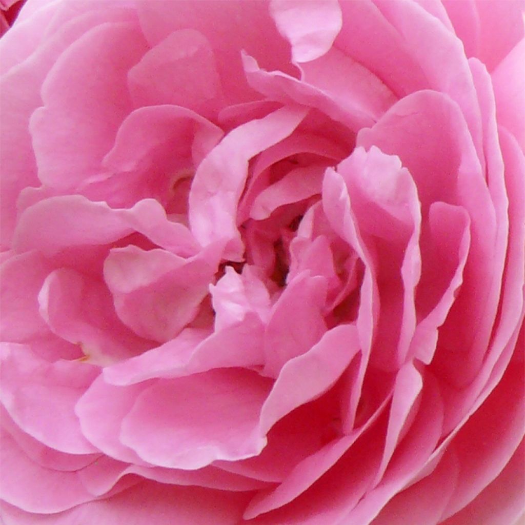 Rosal Louise Odier