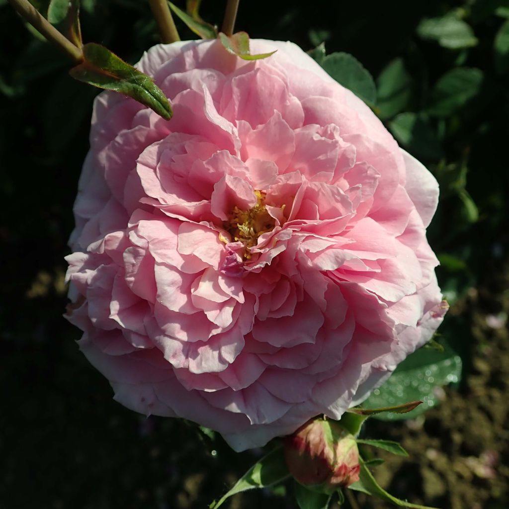 Rosal The Mayflower