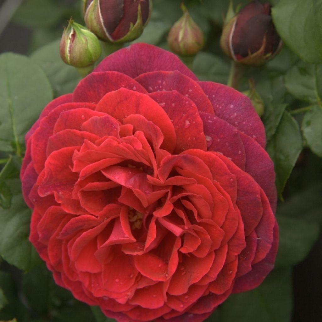Rosal Astrid Gräfin von Hardenberg (Black Caviar)