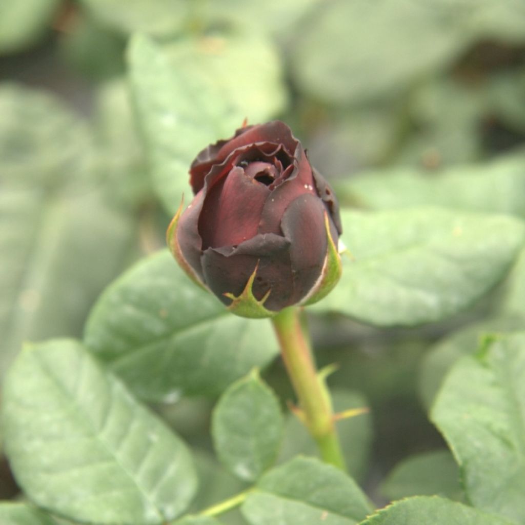 Rosal Astrid Gräfin von Hardenberg (Black Caviar)