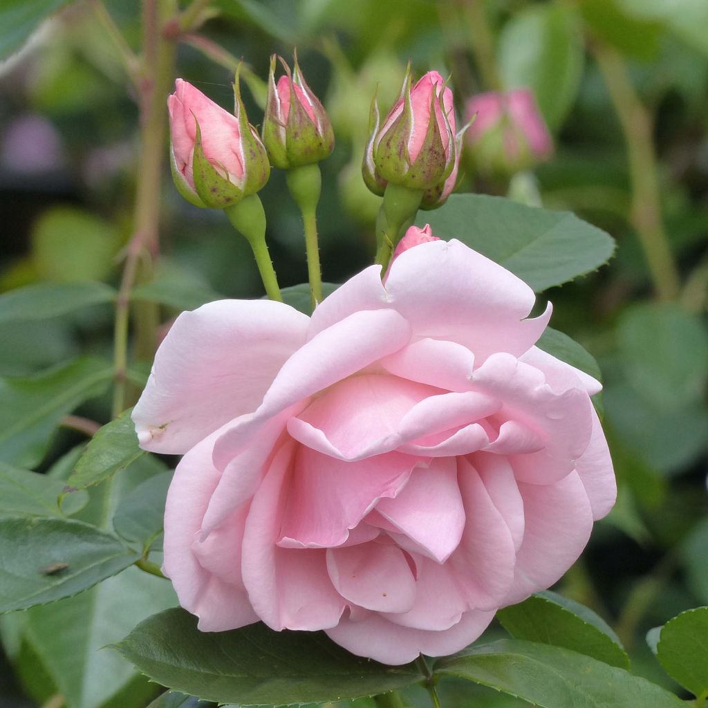 Rosal Astrid Lindgren Rosal Arbustivo
