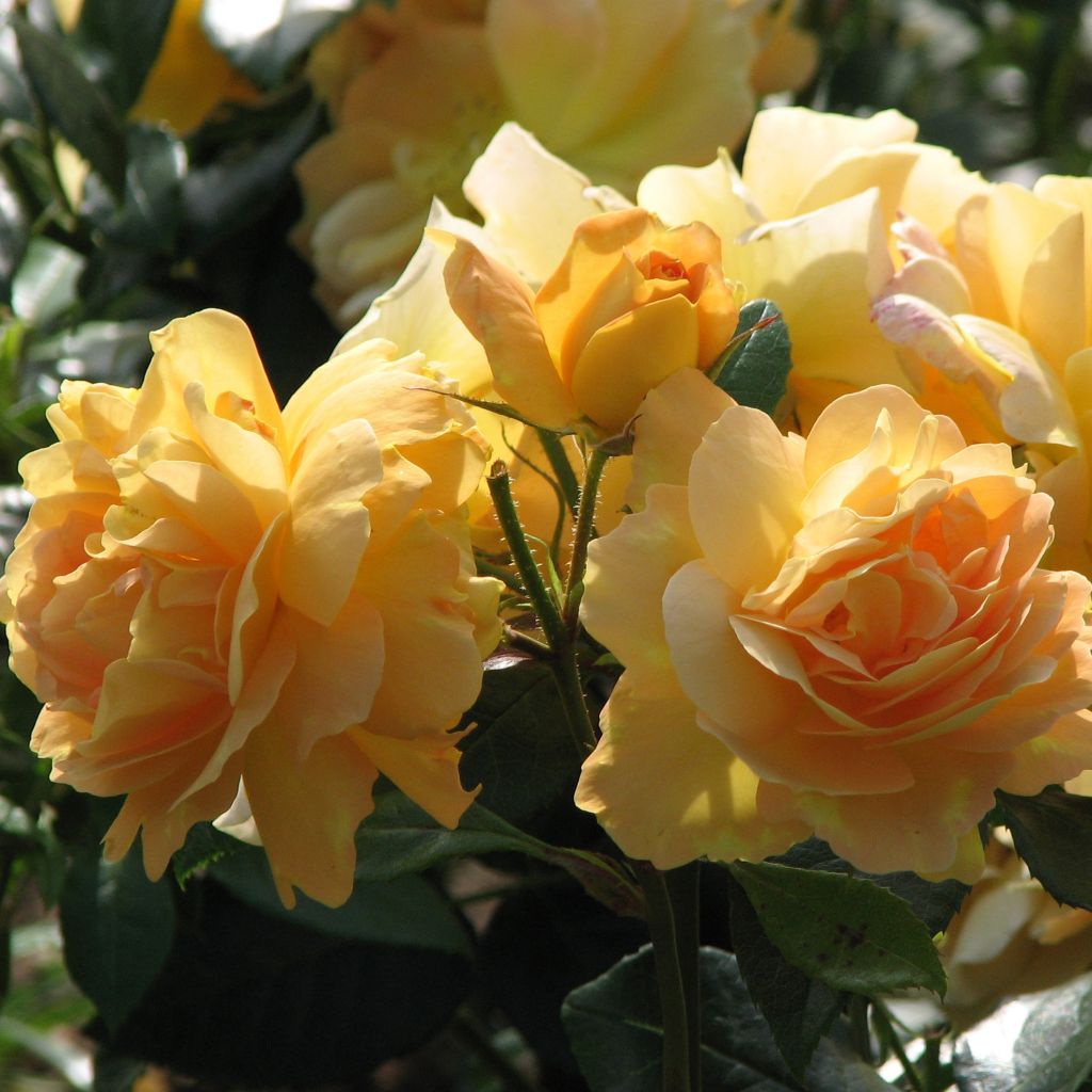 Rosal Bernstein Rose Taneitber