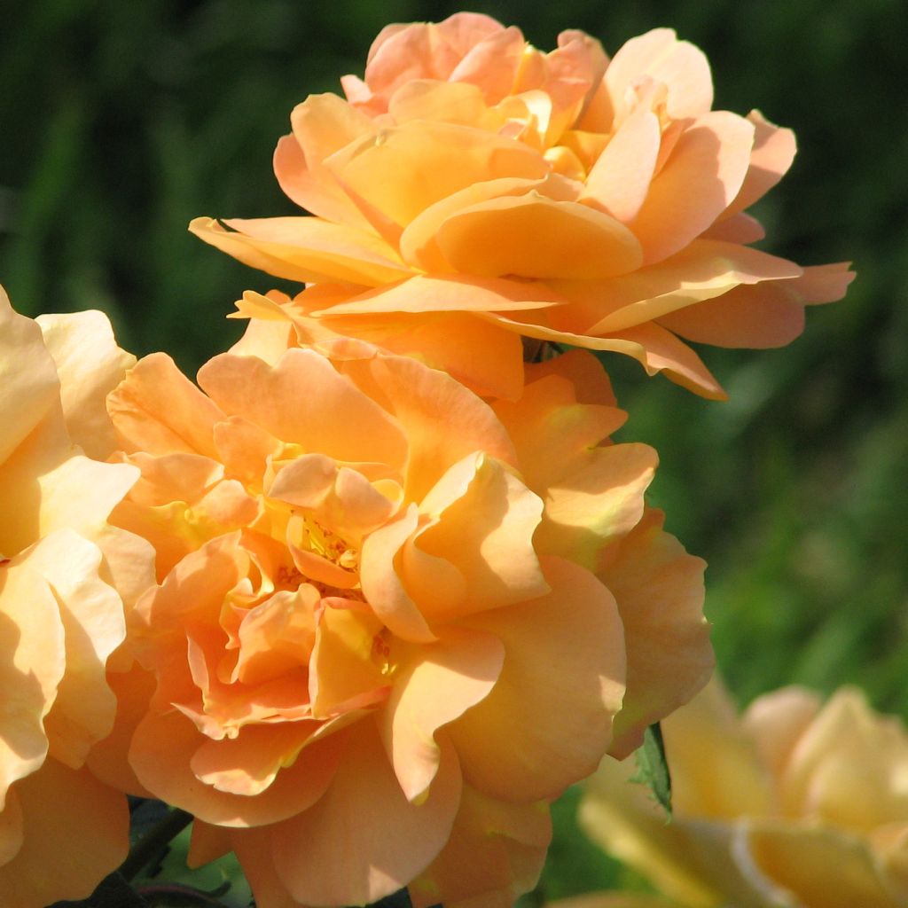 Rosal Bernstein Rose Taneitber