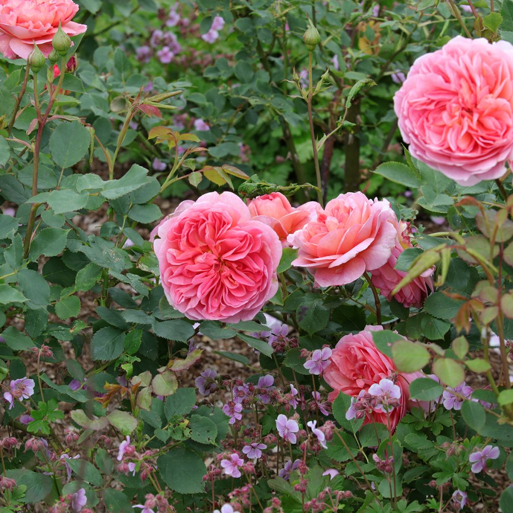Rosal Boscobel