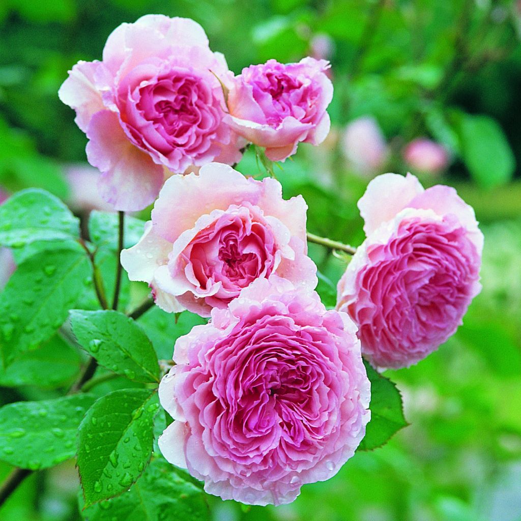 Rosal James Galway