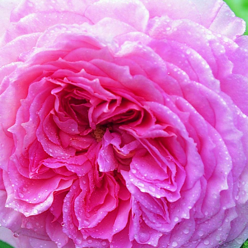 Rosal James Galway