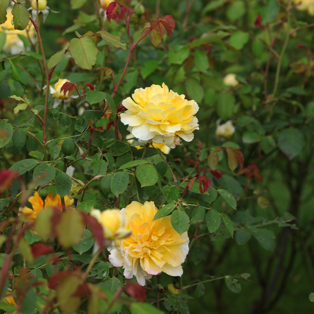 Rosal Molineux