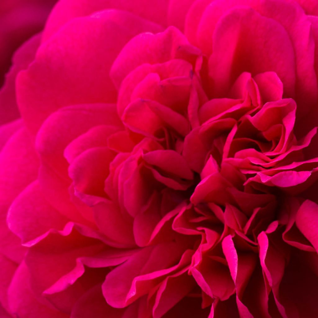 Rosal Sir John Betjeman