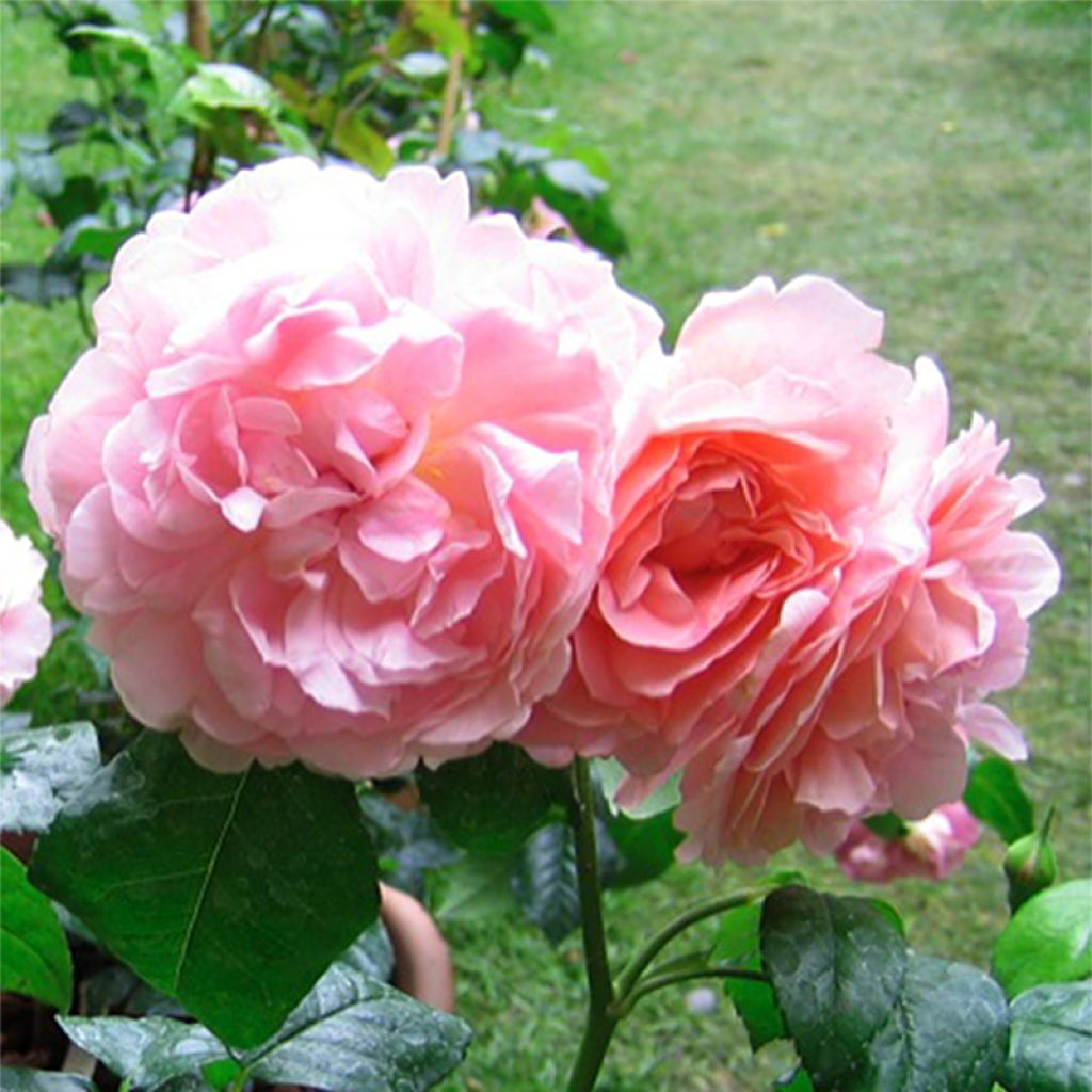 Rosal Strawberry Hill