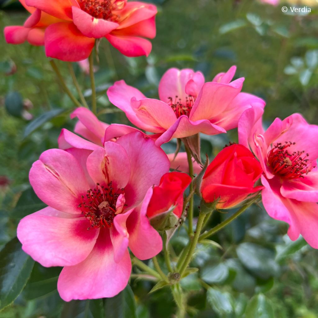 Rosa  Baia® (DECOROSIERS® series) - Rose, Dog Rose, Wild Rose