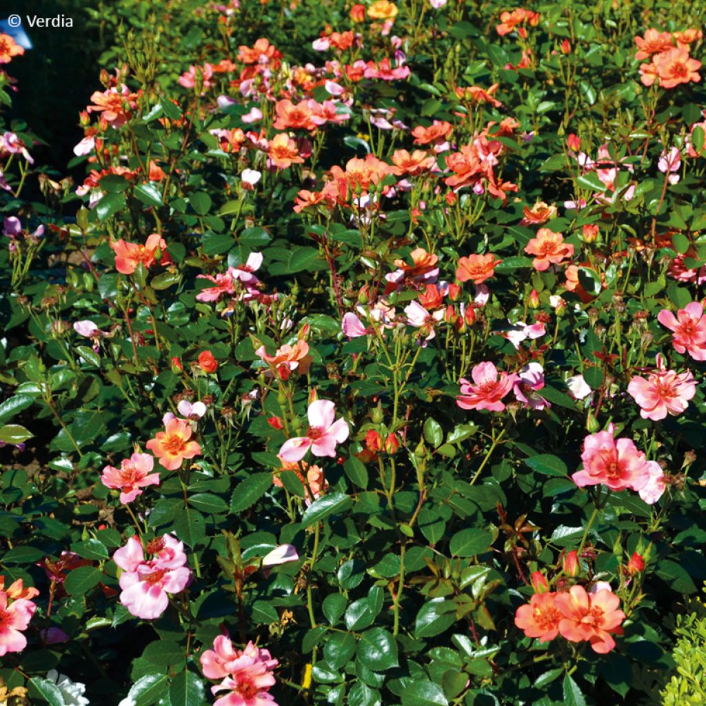 Rosa  Baia® (DECOROSIERS® series) - Rose, Dog Rose, Wild Rose