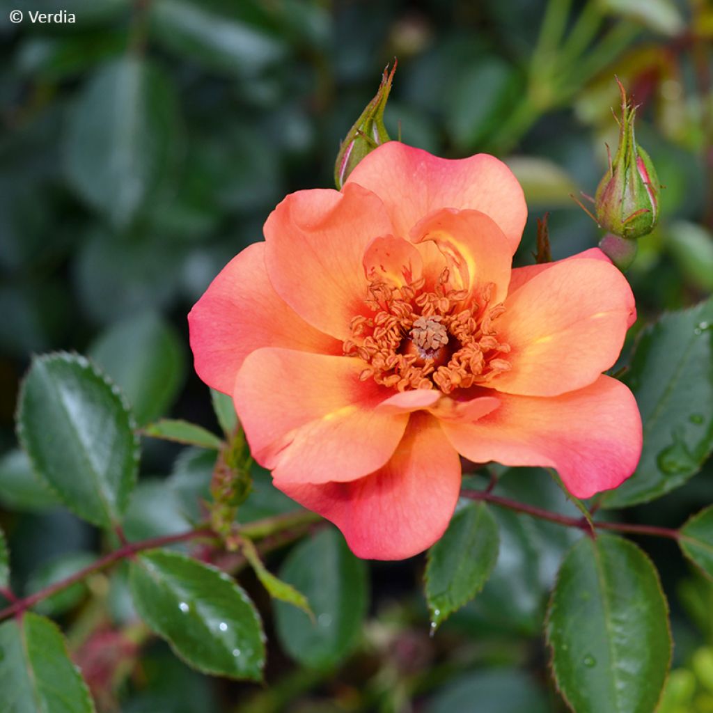 Rosa  Baia® (DECOROSIERS® series) - Rose, Dog Rose, Wild Rose