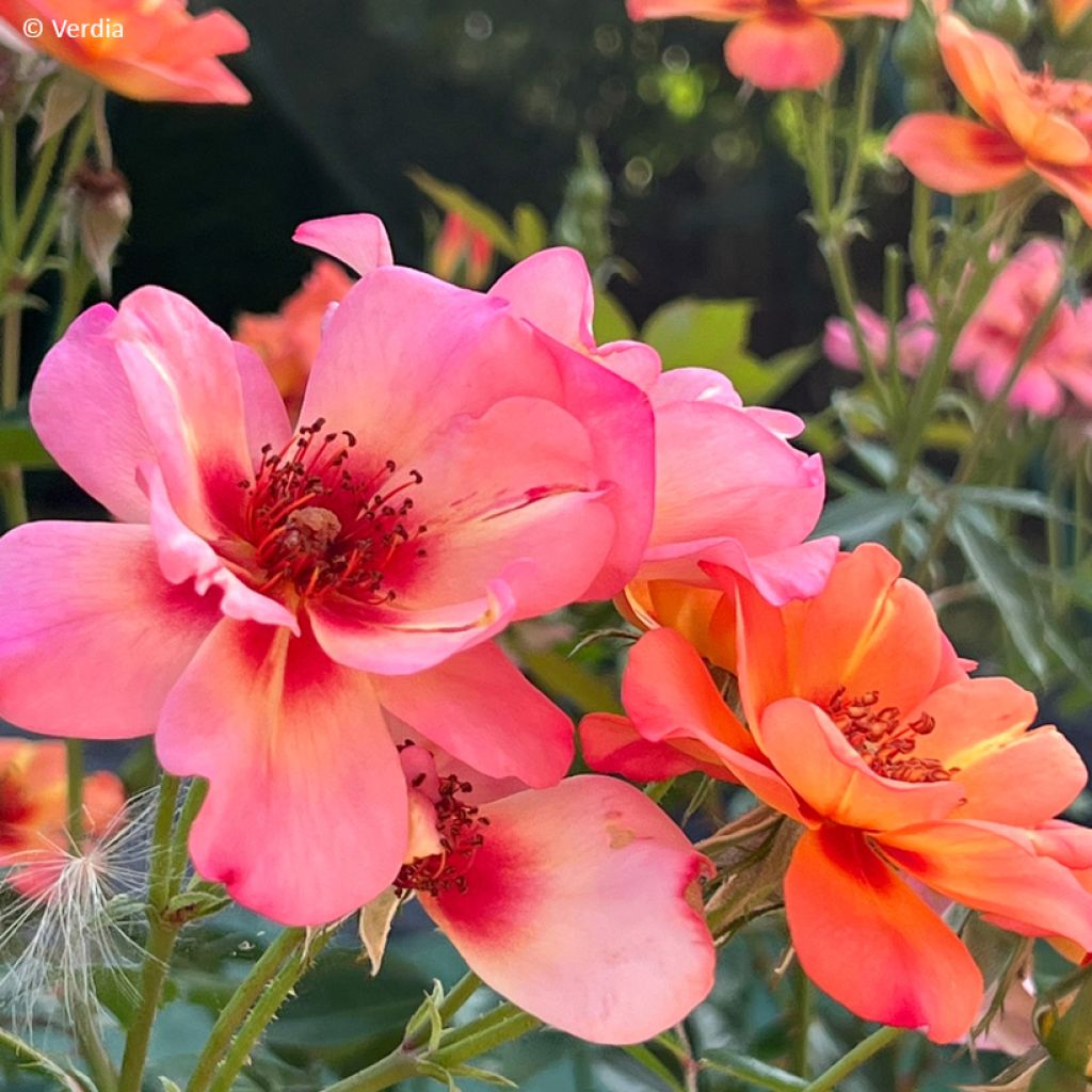 Rosa  Baia® (DECOROSIERS® series) - Rose, Dog Rose, Wild Rose
