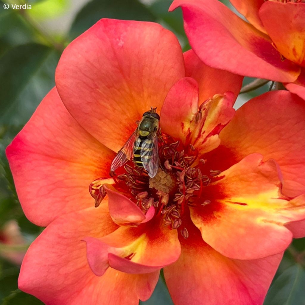 Rosa  Baia® (DECOROSIERS® series) - Rose, Dog Rose, Wild Rose