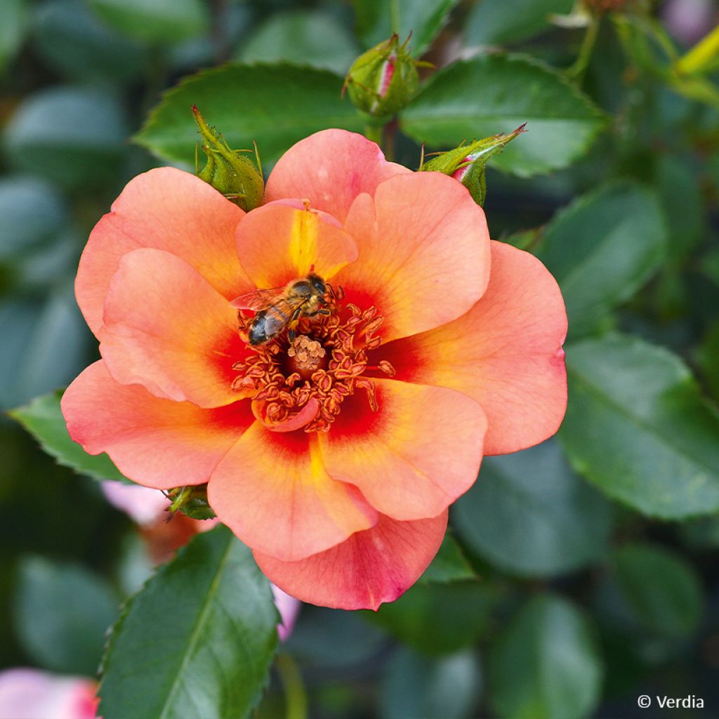 Rosa  Baia® (DECOROSIERS® series) - Rose, Dog Rose, Wild Rose