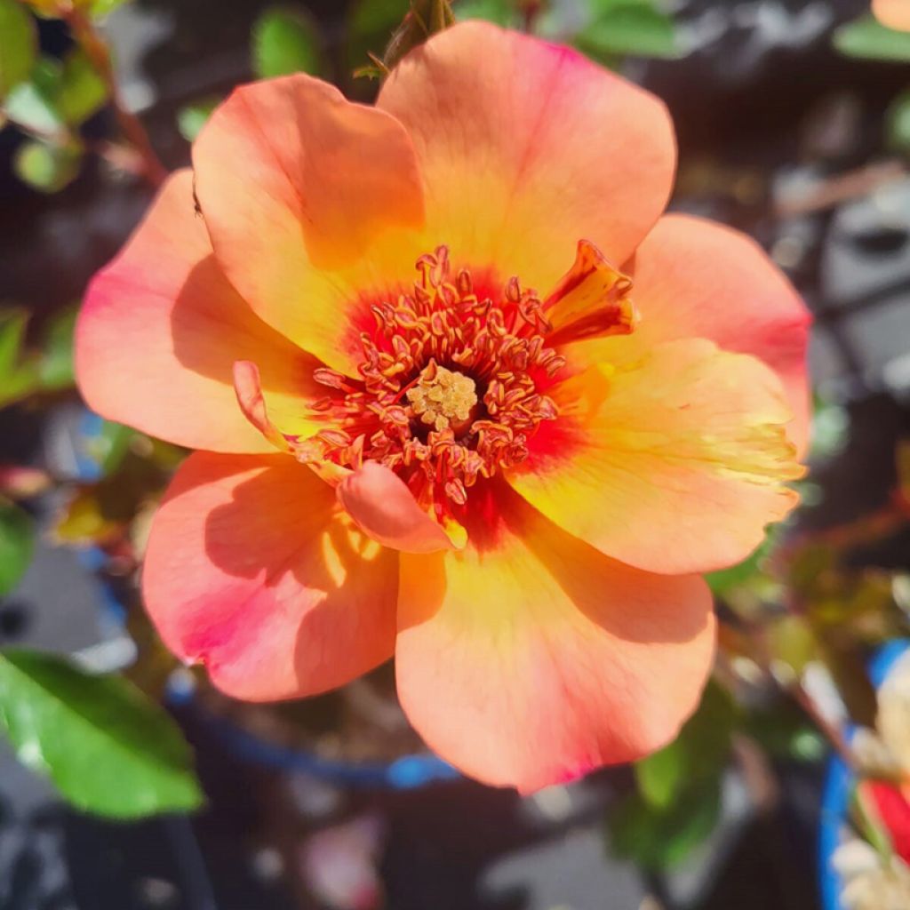 Rosa  Baia® (DECOROSIERS® series) - Rose, Dog Rose, Wild Rose