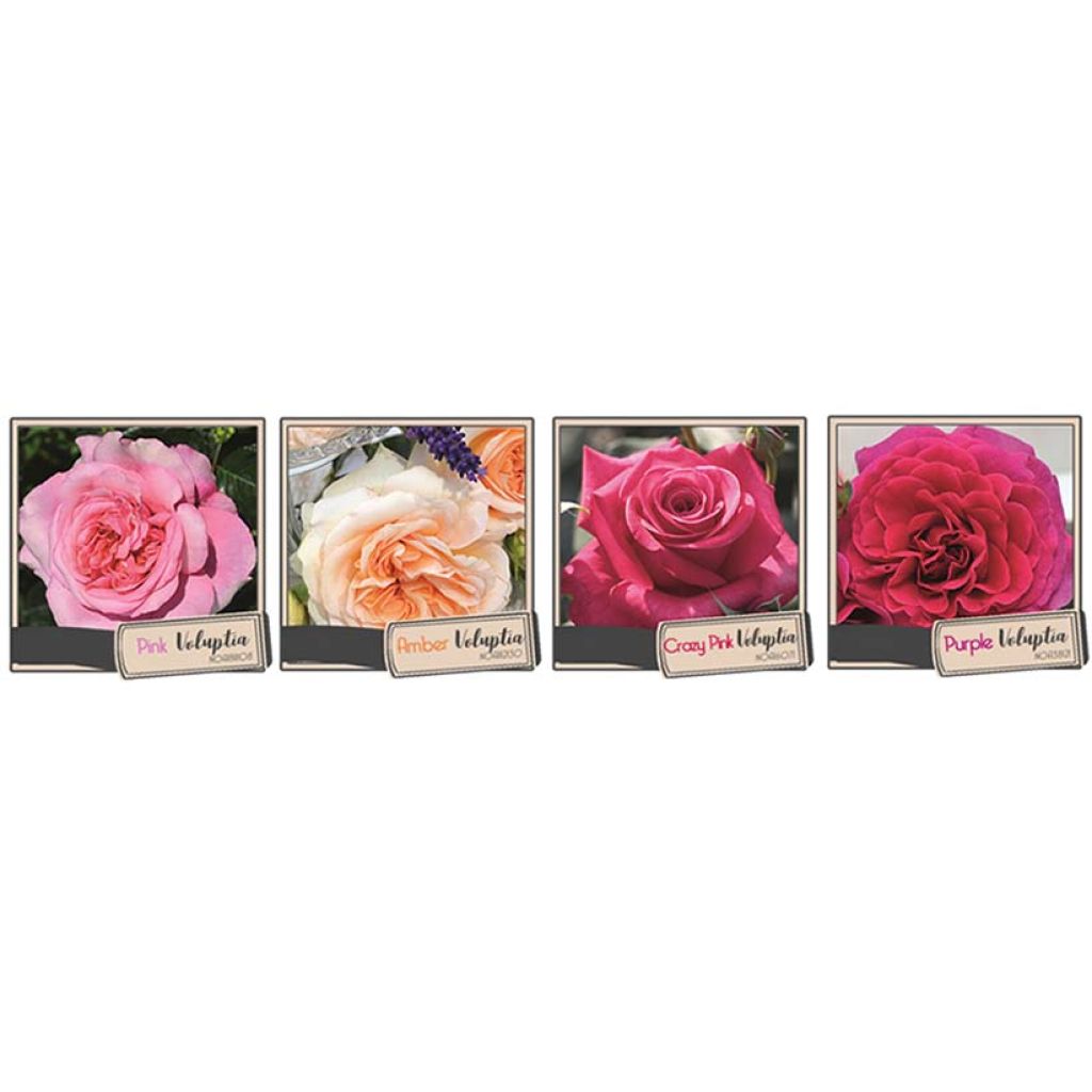 Rosal Crazy Pink Voluptia