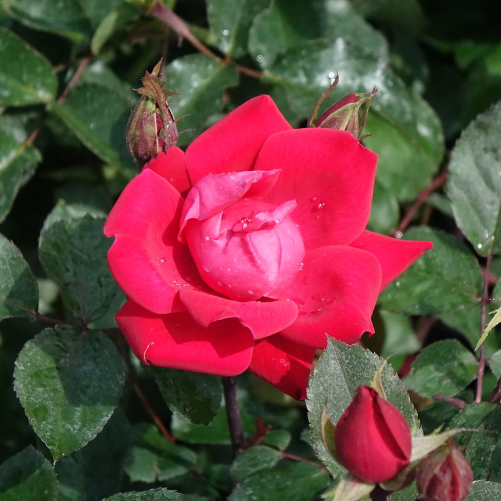 Rosal Double Knock Out - Rosal tapizante
