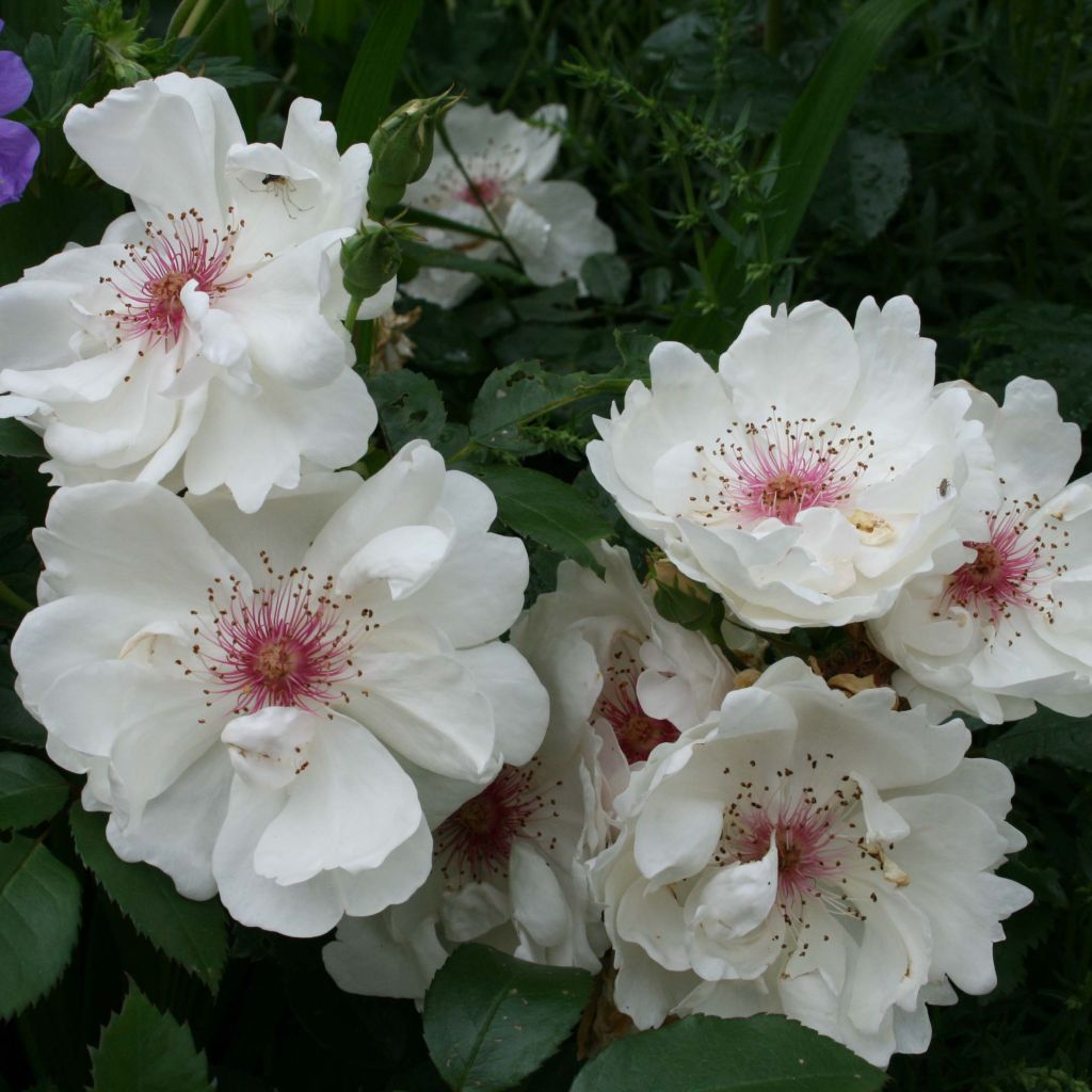 Rosal Jacqueline du Pré