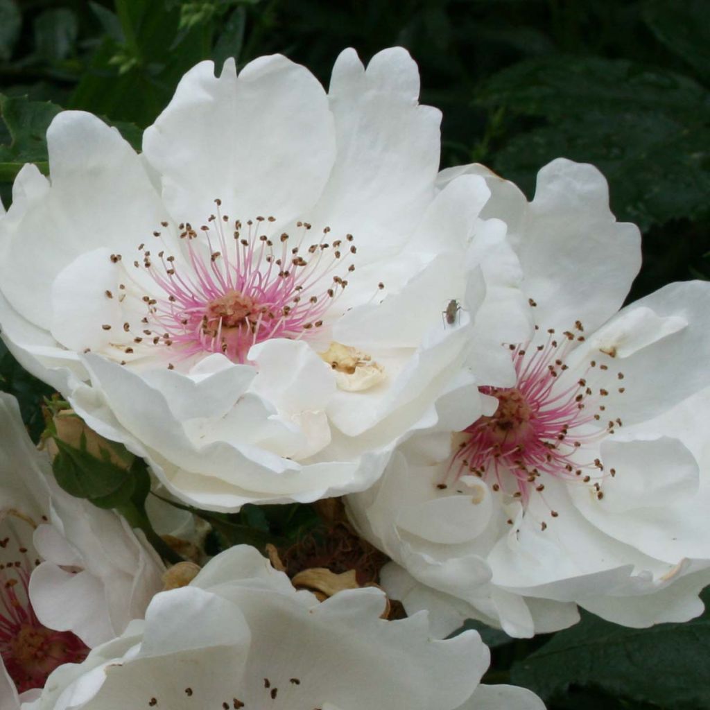 Rosal Jacqueline du Pré