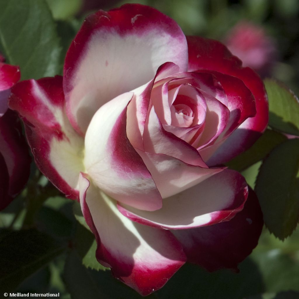 Rosal Jubilé du Prince de Monaco - Rosal arbustivo