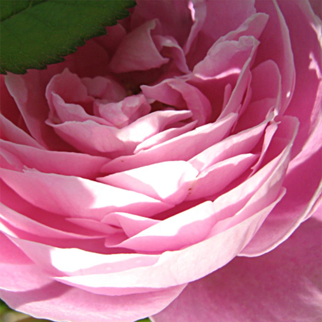 Rosal La Reine Victoria