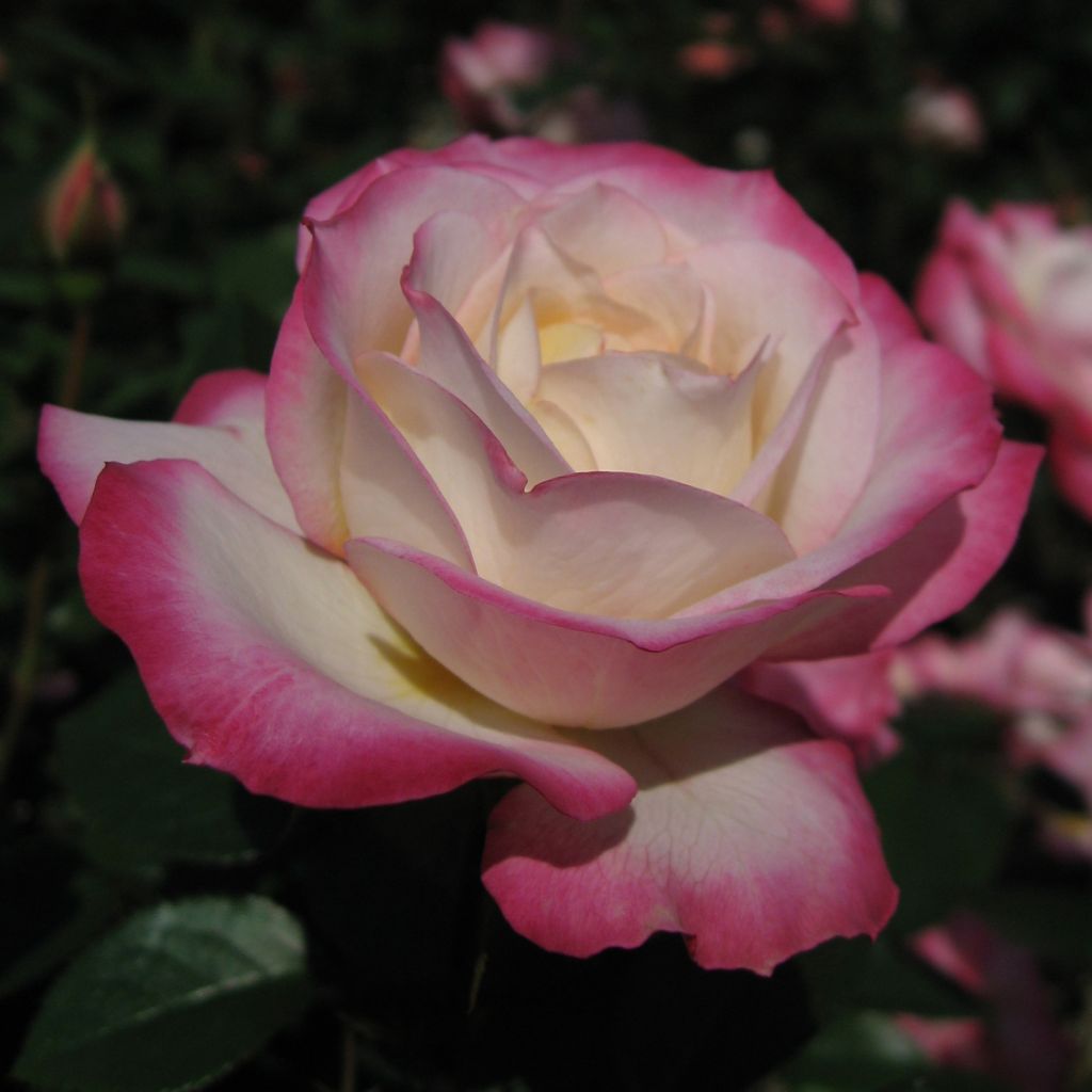 Rosal Laminuette