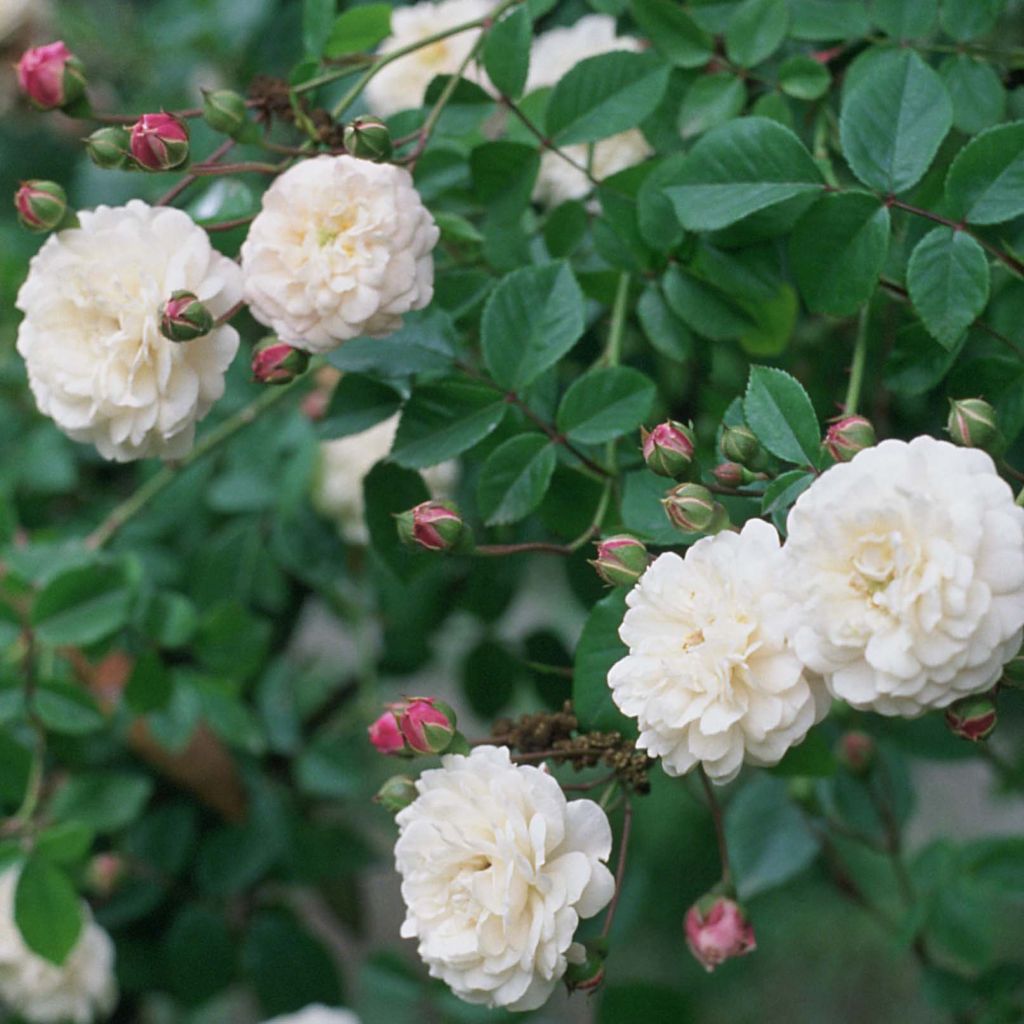 Rosal Felicité et Perpétue - Rosal liana