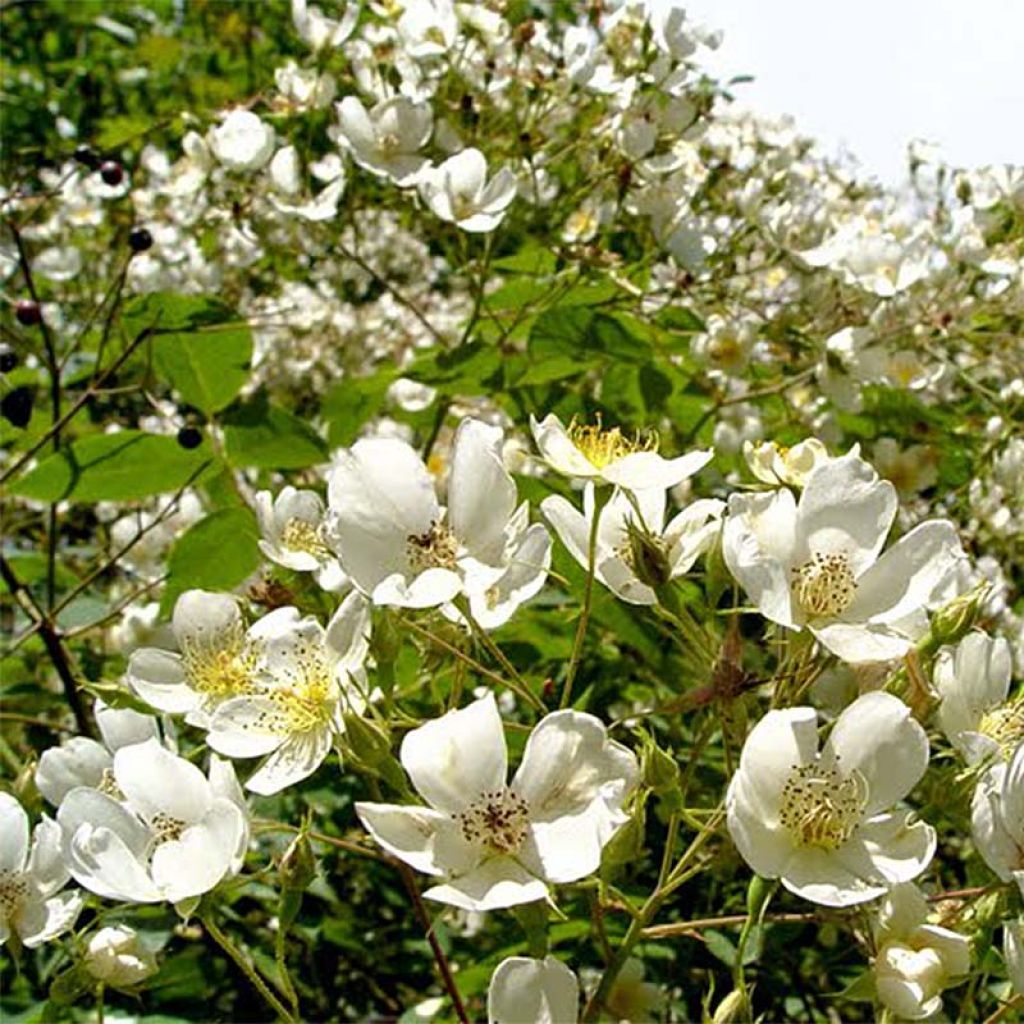 Rosal filipes Kiftsgate - Rosal liana