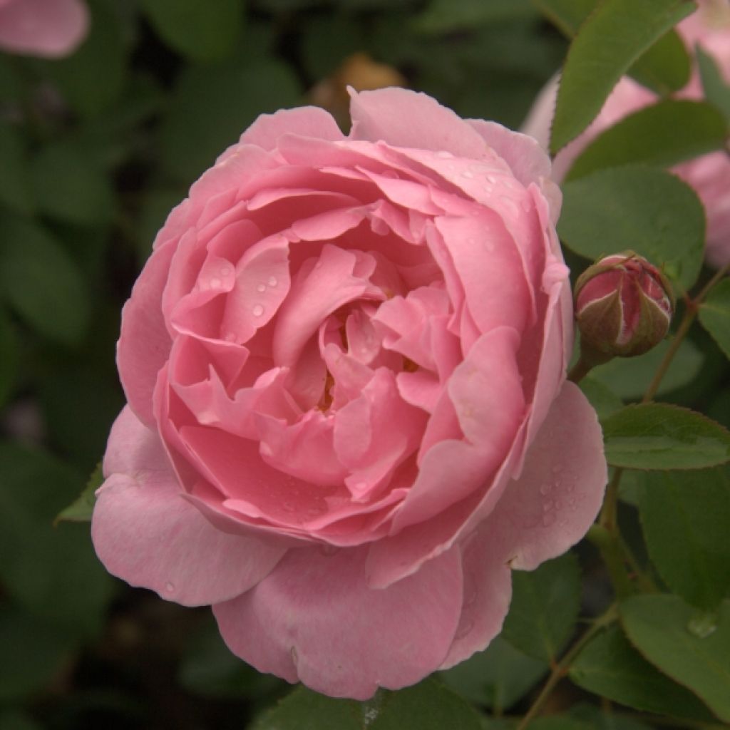 Rosal Mary Rose
