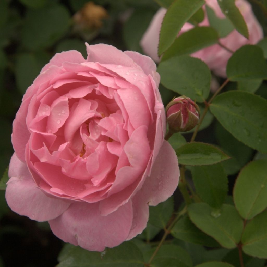 Rosal Mary Rose