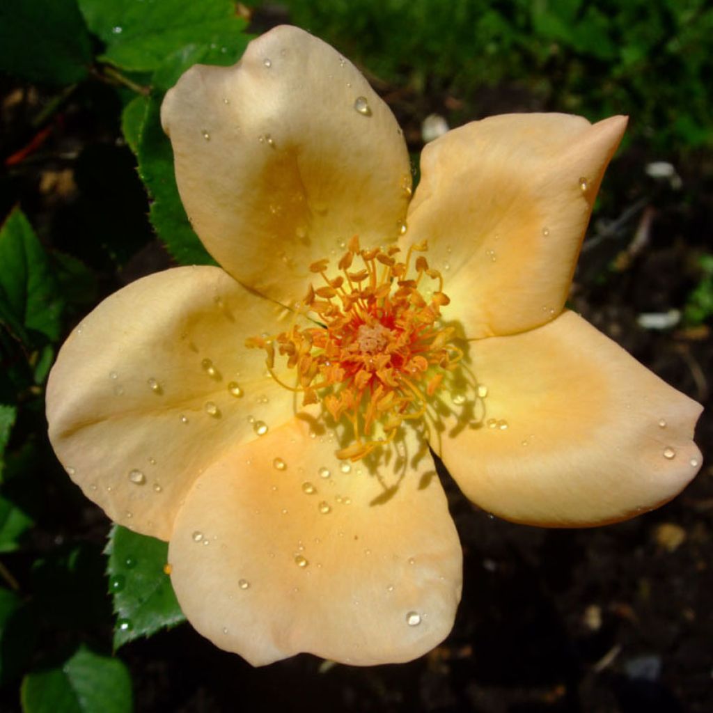 Rosal Mrs Oakley Fisher