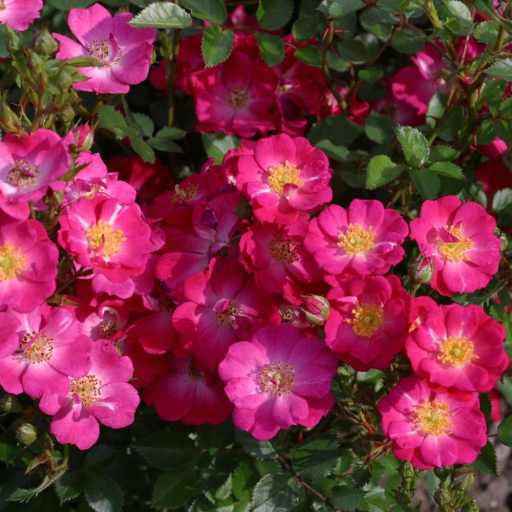 Rosal Nectar Garden Lilliput Lupo