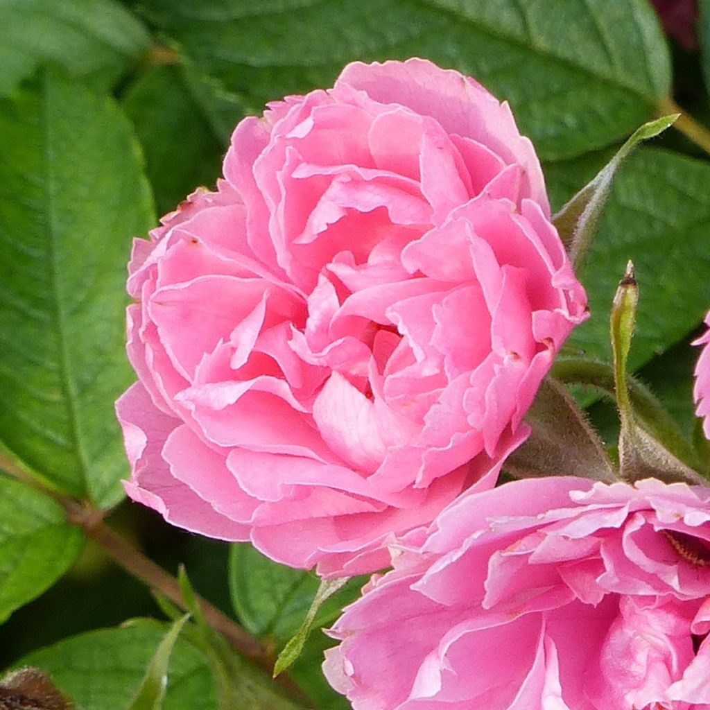 Rosal rugosa Pink Grootendorst