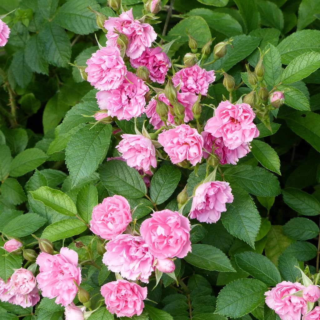 Rosal rugosa Pink Grootendorst