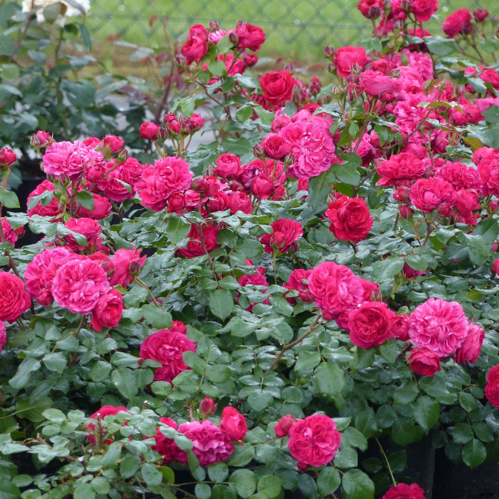 Rosal Red Leonardo da Vinci Meiangele - Rosal rojo