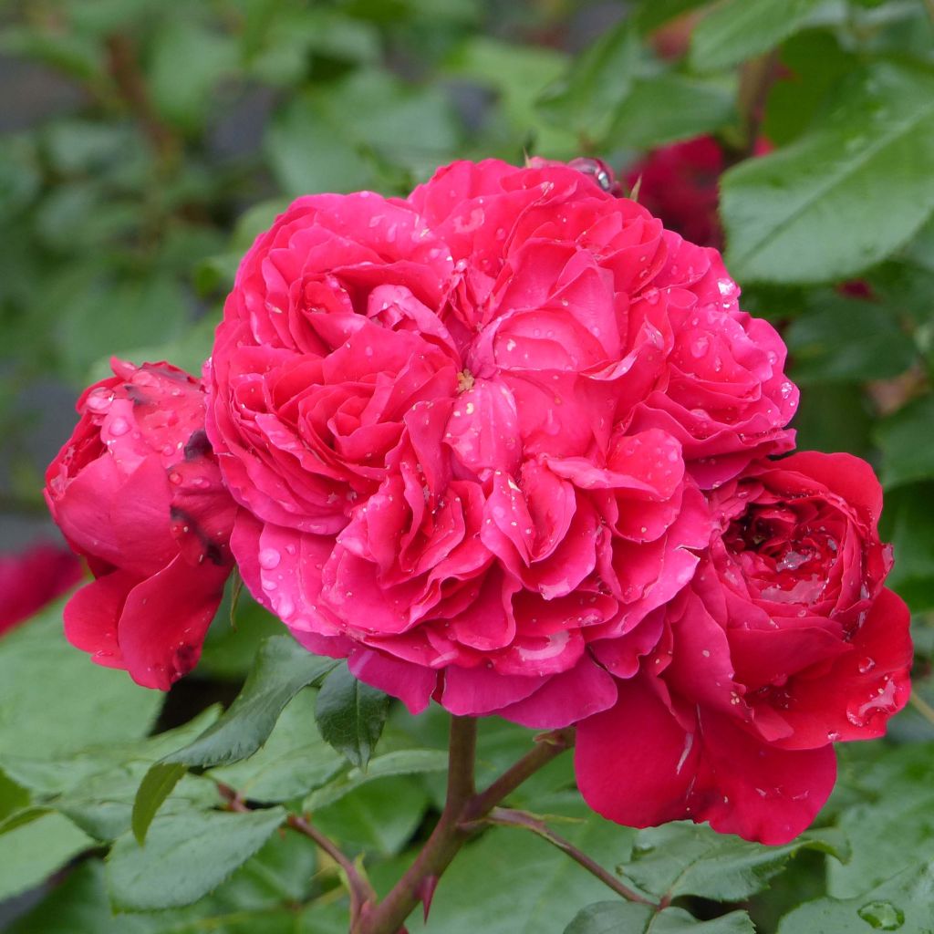 Rosal Red Leonardo da Vinci Meiangele - Rosal rojo