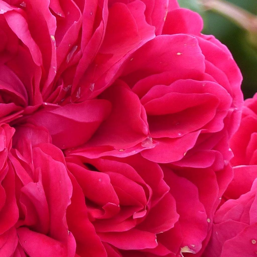 Rosal Red Leonardo da Vinci Meiangele - Rosal rojo