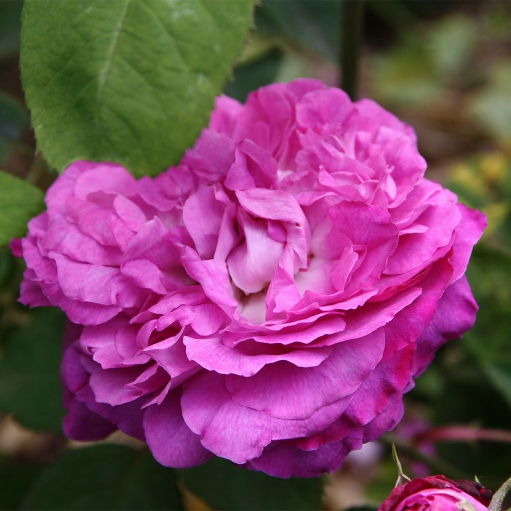 Rosal Reine des Violettes