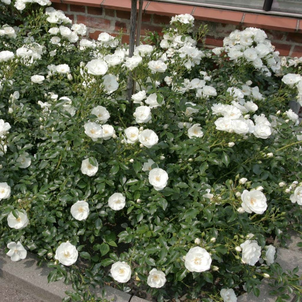 Rosal Rigo Rosen Innocencia