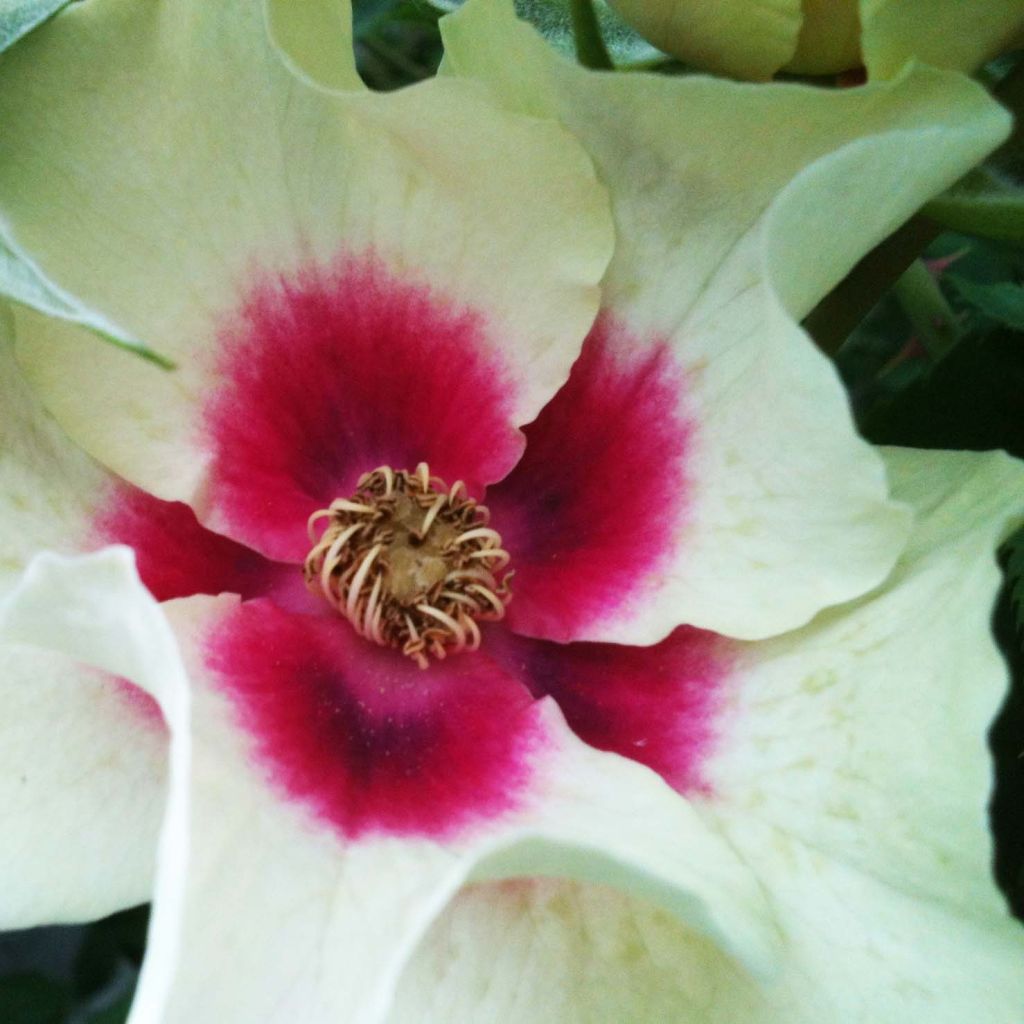 Rosal persica See You In Purple