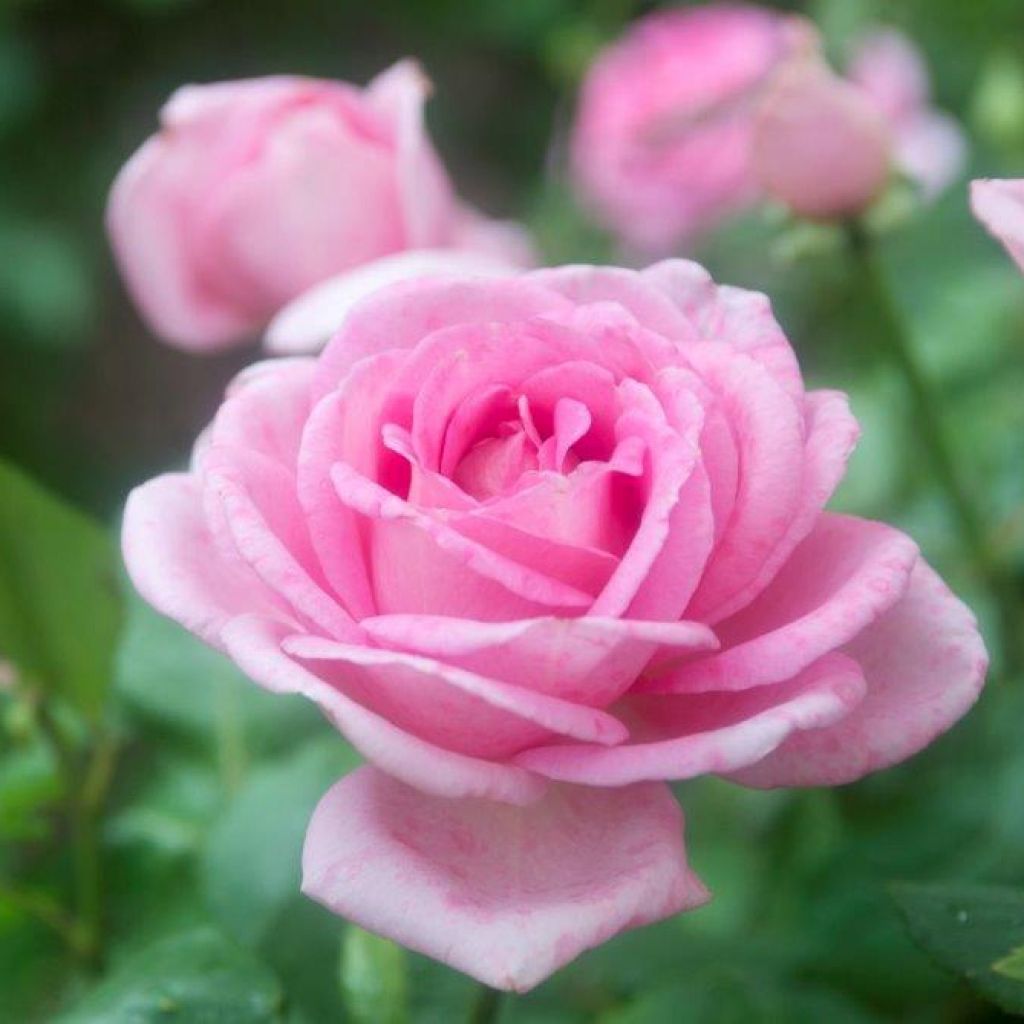 Rosal Gérard Depardieu