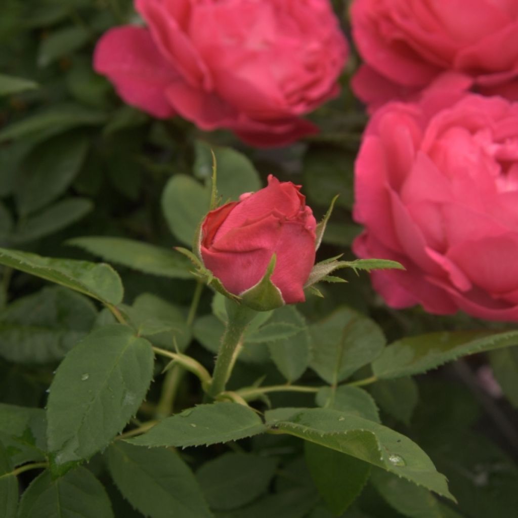 Rosal Ulrich Brunner fils