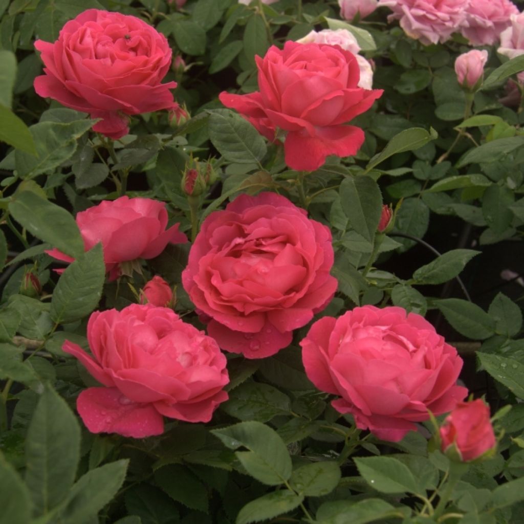 Rosal Ulrich Brunner fils