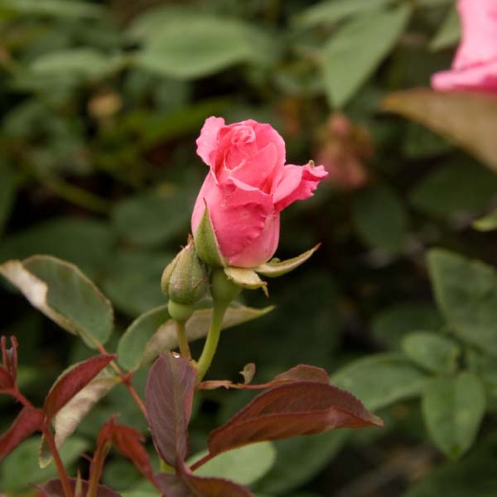 Rosal Zéphirine Drouhin - Rosal trepador