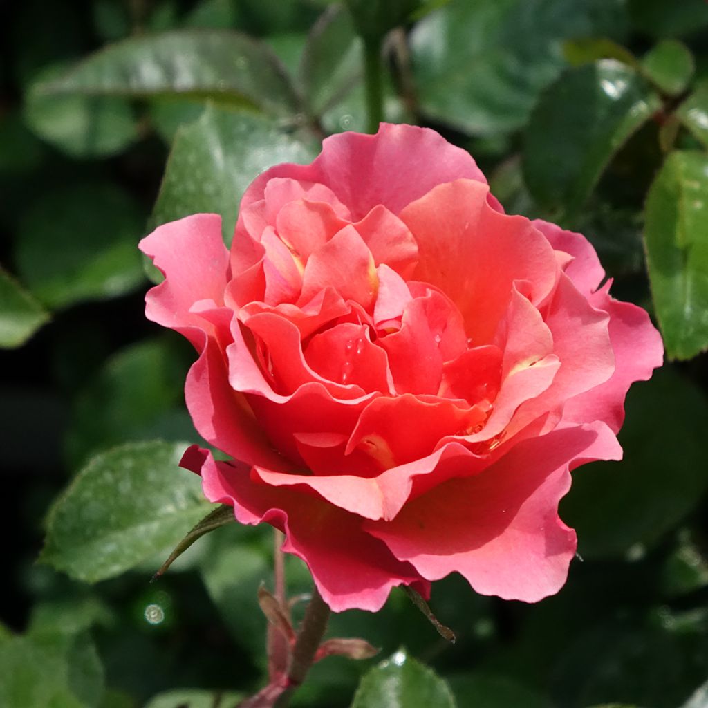 Rosal Jean Cocteau