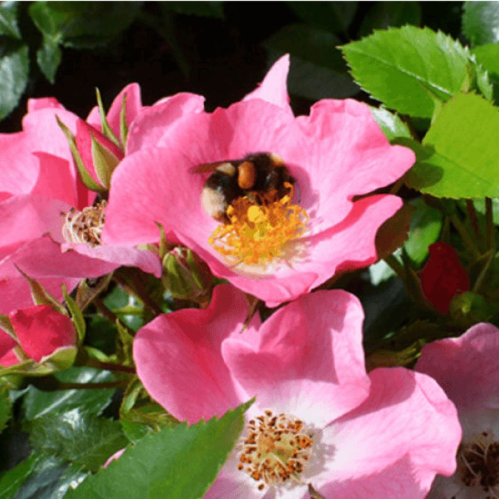 Rosa Mel Bee